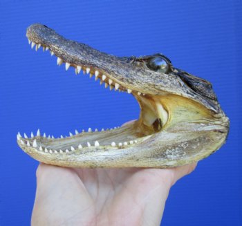 5-1/2 inches Small Taxidermy Alligator Head Souvenir - Buy this one for $14.99