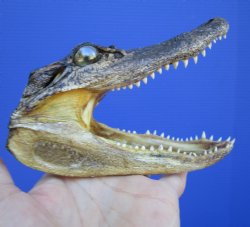 5-1/2 inches Small ...