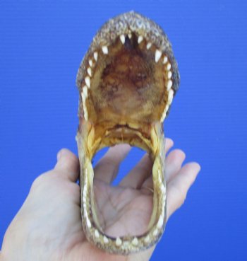 5-1/2 inches Small Taxidermy Alligator Head Souvenir - Buy this one for $14.99