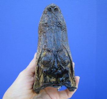 5-1/2 inches Small Taxidermy Alligator Head Souvenir - Buy this one for $14.99