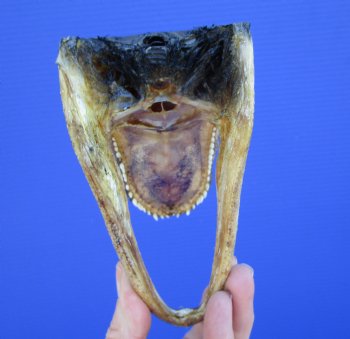 5-1/2 inches Small Taxidermy Alligator Head Souvenir - Buy this one for $14.99