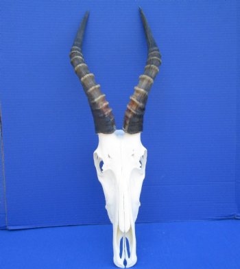Large African Blesbok Skull with 15-1/4 inches Horns <font color=red> Grade A</font> for $84.99
