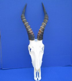 Large African Blesbok Skull with 15-1/4 inches Horns <font color=red> Grade A</font> for $84.99