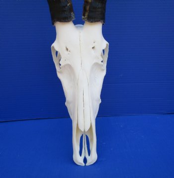 Large African Blesbok Skull with 15-1/4 inches Horns <font color=red> Grade A</font> for $84.99