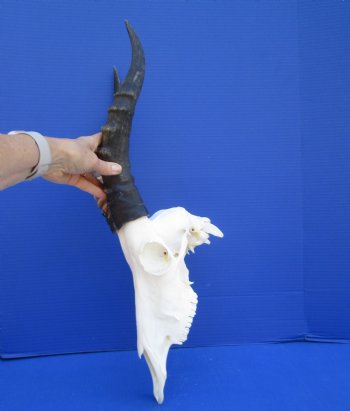 Large African Blesbok Skull with 15-1/4 inches Horns <font color=red> Grade A</font> for $84.99