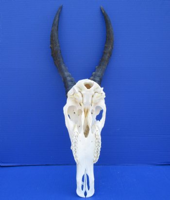 Large African Blesbok Skull with 15-1/4 inches Horns <font color=red> Grade A</font> for $84.99