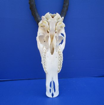 Large African Blesbok Skull with 15-1/4 inches Horns <font color=red> Grade A</font> for $84.99