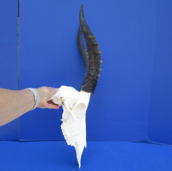 Large African Blesbok Skull with 15-1/4 inches Horns <font color=red> Grade A</font> for $84.99