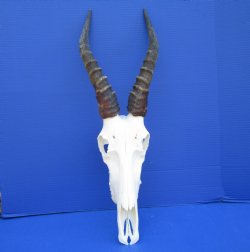  African Blesbok Skull with 14 inches Horns <font color=red> Grade A</font> for $84.99