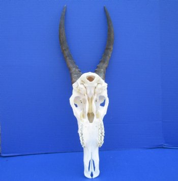  African Blesbok Skull with 14 inches Horns <font color=red> Grade A</font> for $84.99