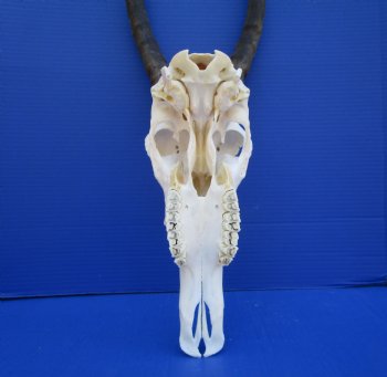  African Blesbok Skull with 14 inches Horns <font color=red> Grade A</font> for $84.99