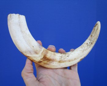 12 inches Huge Warthog Tusk for Carving Ivory, <font color=red>9 inches Solid</font> - Buy this one for $79.99