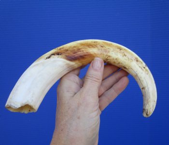 12 inches Huge Warthog Tusk for Carving Ivory, <font color=red>9 inches Solid</font> - Buy this one for $79.99