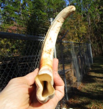 12 inches Huge Warthog Tusk for Carving Ivory, <font color=red>9 inches Solid</font> - Buy this one for $79.99