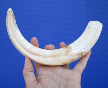 12 inches Huge Warthog Tusk for Carving Ivory, <font color=red>9-1/2 inches Solid</font> - Buy this one for $79.99