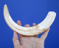 12 inches Huge Warthog Tusk for Carving Ivory, <font color=red>9-1/2 inches Solid</font> - Buy this one for $79.99