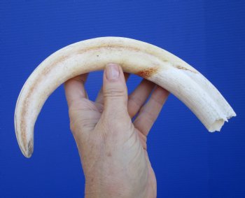 12 inches Huge Warthog Tusk for Carving Ivory, <font color=red>9-1/2 inches Solid</font> - Buy this one for $79.99