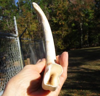 12 inches Huge Warthog Tusk for Carving Ivory, <font color=red>9-1/2 inches Solid</font> - Buy this one for $79.99