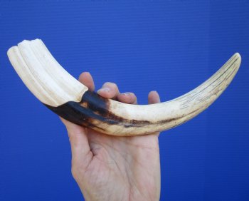 12-1/4 inches Huge Warthog Tusk for Carving Ivory, <font color=red>9 inches Solid</font> - Buy this one for $79.99