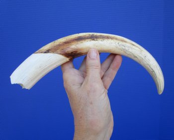 12-1/4 inches Huge Warthog Tusk for Carving Ivory, <font color=red>9 inches Solid</font> - Buy this one for $79.99