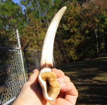 12-1/4 inches Huge Warthog Tusk for Carving Ivory, <font color=red>9 inches Solid</font> - Buy this one for $79.99