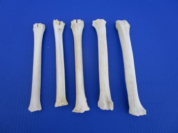 5 Whitetail Deer Leg Bones 8 inches for $4.50 each  <font color=red> Sale $3.00 each</font>