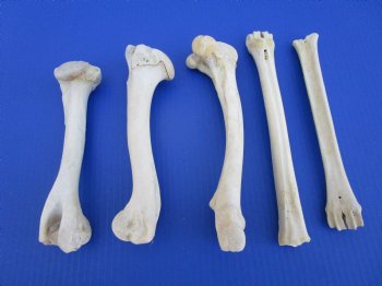5 Whitetail Deer Leg Bones 8 to 9-1/2 inches for $4.50 each  <font color=red> Sale $3.00 each</font>