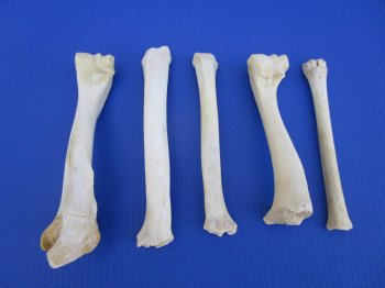 5 Whitetail Deer Leg Bones 7 to 9 inches for $4.50 each  <font color=red> Sale $3.00 each</font>