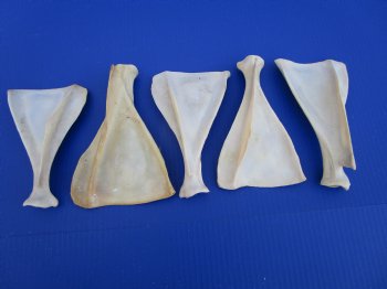  Five Authentic Whitetail Deer Shoulder Blade Bones for Sale, 6-1/2 to 7-1/2 inches - Buy these for $4 each <font color=red> SALE $3.00 EACH</font>