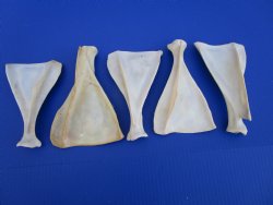  Five Authentic Whitetail Deer Shoulder Blade Bones for Sale, 6-1/2 to 7-1/2 inches - Buy these for $4 each <font color=red> SALE $3.00 EACH</font>