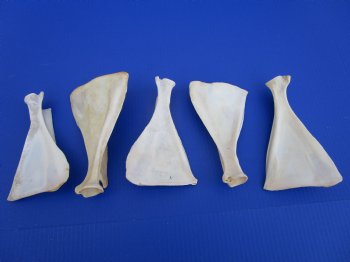  Five Authentic Whitetail Deer Shoulder Blade Bones for Sale, 6-1/2 to 7-1/2 inches - Buy these for $4 each <font color=red> SALE $3.00 EACH</font>