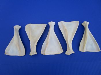  Five Authentic Whitetail Deer Shoulder Blade Bones for Sale, 6 to 7-1/2 inches - Buy these for $4 each <font color=red> SALE $3.00 EACH</font>
