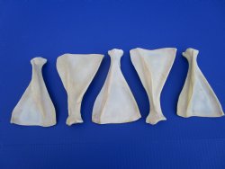  Five Authentic Whitetail Deer Shoulder Blade Bones for Sale, 6 to 7-1/2 inches - Buy these for $4 each <font color=red> SALE $3.00 EACH</font>