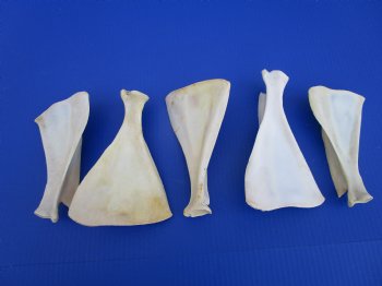  Five Authentic Whitetail Deer Shoulder Blade Bones for Sale, 6 to 7-1/2 inches - Buy these for $4 each <font color=red> SALE $3.00 EACH</font>