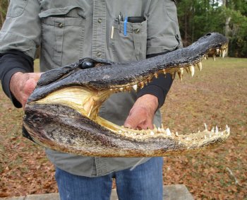 14 by 7 inches Alligator Head Souvenir for Sale from a Louisiana Gator for $64.99