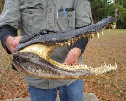 14 by 7 inches Alligator Head Souvenir for Sale from a Louisiana Gator for $64.99