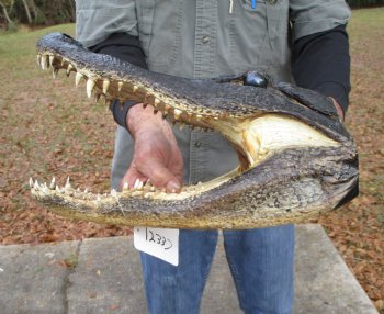 14 by 7 inches Alligator Head Souvenir for Sale from a Louisiana Gator for $64.99