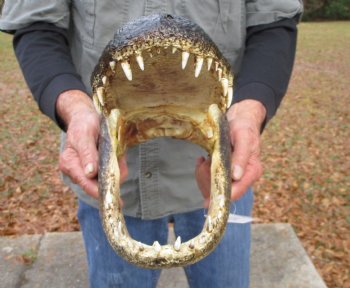 14 by 7 inches Alligator Head Souvenir for Sale from a Louisiana Gator for $64.99