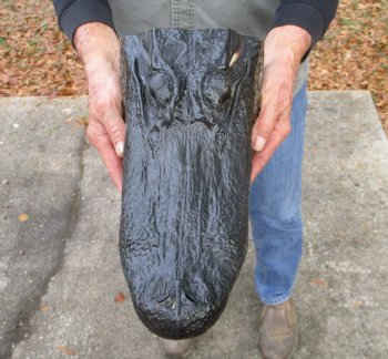 14 by 7 inches Alligator Head Souvenir for Sale from a Louisiana Gator for $64.99