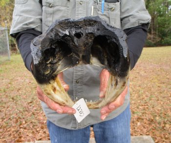 14 by 7 inches Alligator Head Souvenir for Sale from a Louisiana Gator for $64.99