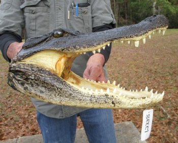 15 by 7-3/4 inches Large Alligator Head - Buy this one for $79.99