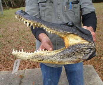 15 by 7-3/4 inches Large Alligator Head - Buy this one for $79.99