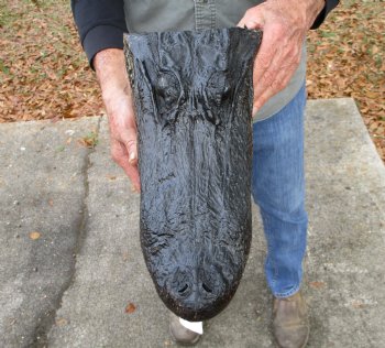 15 by 7-3/4 inches Large Alligator Head - Buy this one for $79.99