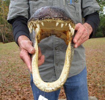 15 by 7-3/4 inches Large Alligator Head - Buy this one for $79.99