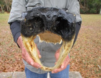 15 by 7-3/4 inches Large Alligator Head - Buy this one for $79.99
