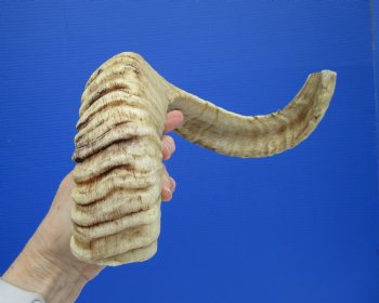 22-3/4 inches Merino Sheep, Ram Horn for Sale for $19.99