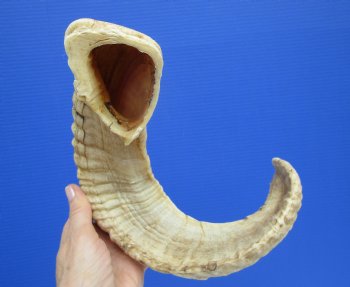 22-3/4 inches Merino Sheep, Ram Horn for Sale for $19.99