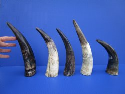 5 Sanded Cow Horns with Hand Scraped Look 9-1/2 to 11-3/4 inches, Lightly Polished for $8.00 each