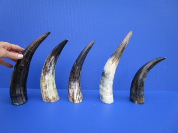 5 Sanded Cow Horns with Hand Scraped Look 9-1/2 to 11-3/4 inches, Lightly Polished for $8.00 each