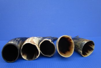 5 Sanded Cow Horns with Hand Scraped Look 9-1/2 to 11-3/4 inches, Lightly Polished for $8.00 each